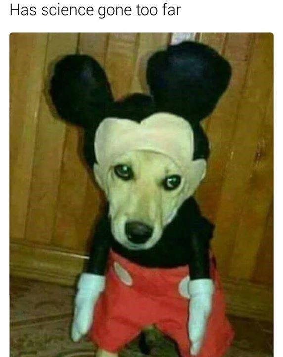 Mickey Mouse Memes Clean