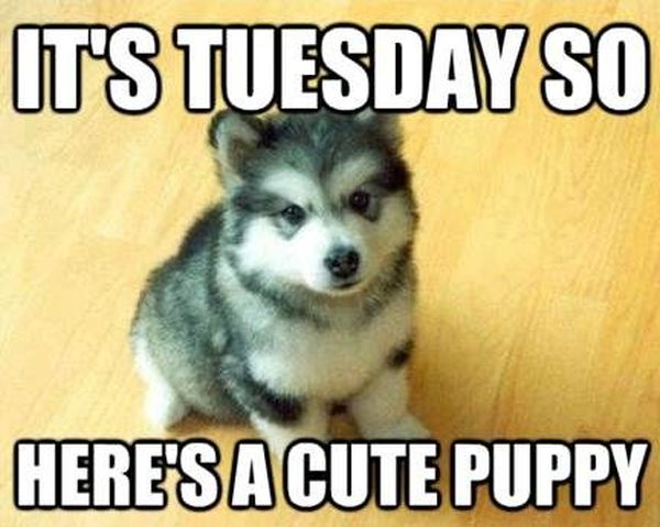 21 Tuesday Meme Cute and Funny Images - Picss Mine