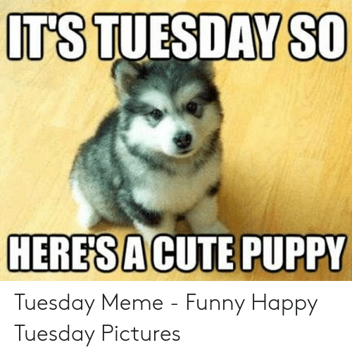 25 Happy Tuesday Meme Funny Images & Jokes - Picss Mine