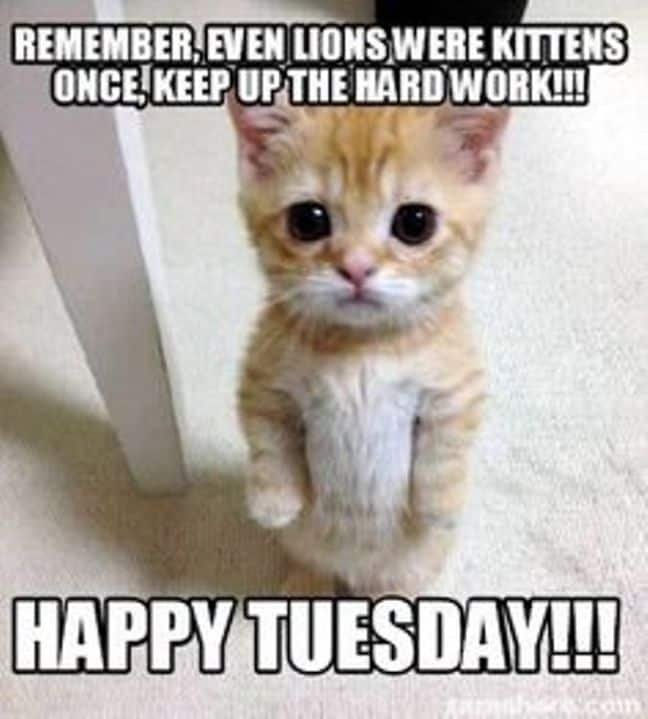 24 Happy Tuesday Meme Work Pictures and Jokes - Picss Mine