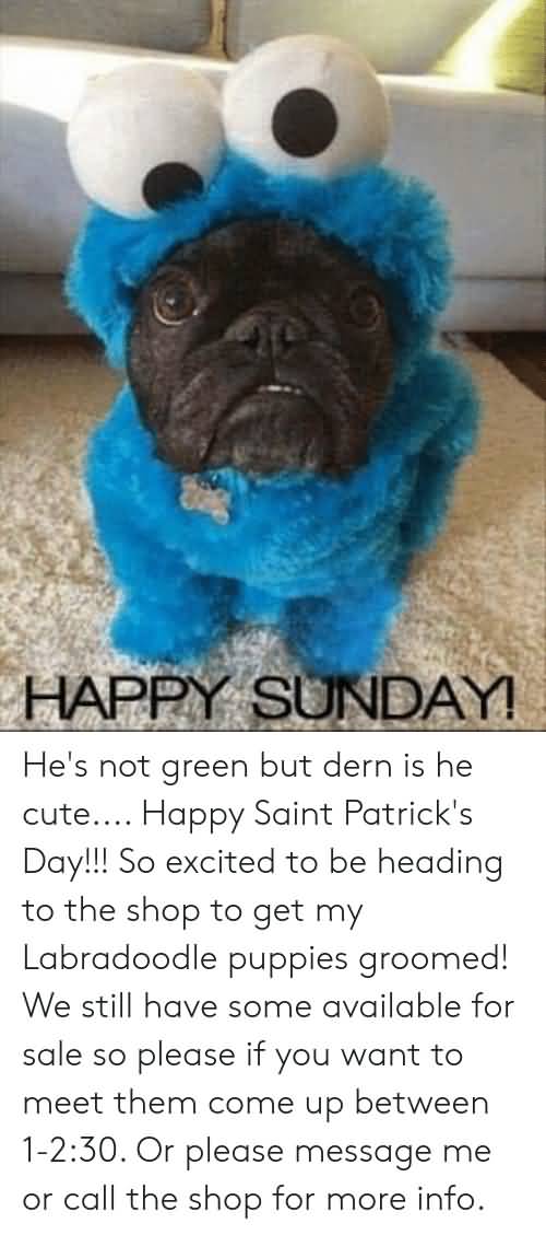 19 Sunday Memes Cute Pictures With Images - Picss Mine