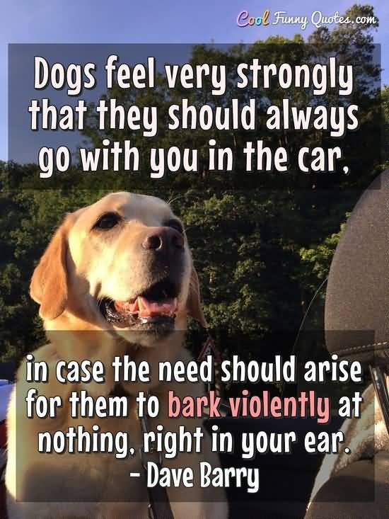 Dogs Feel Very Strongly funny anger quotes
