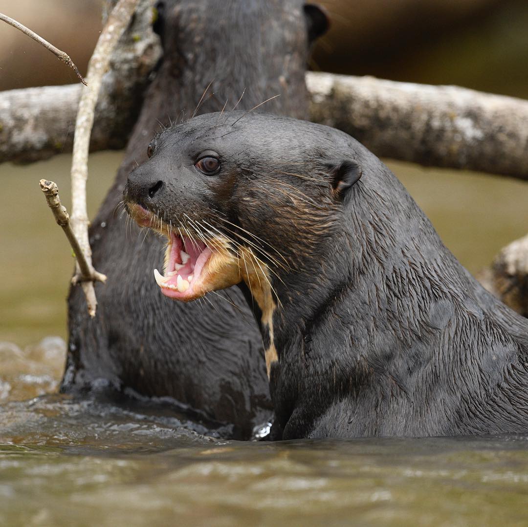 Pôrto Jofre, Mato Grosso, Brazil - Two giant river otters captured at ...