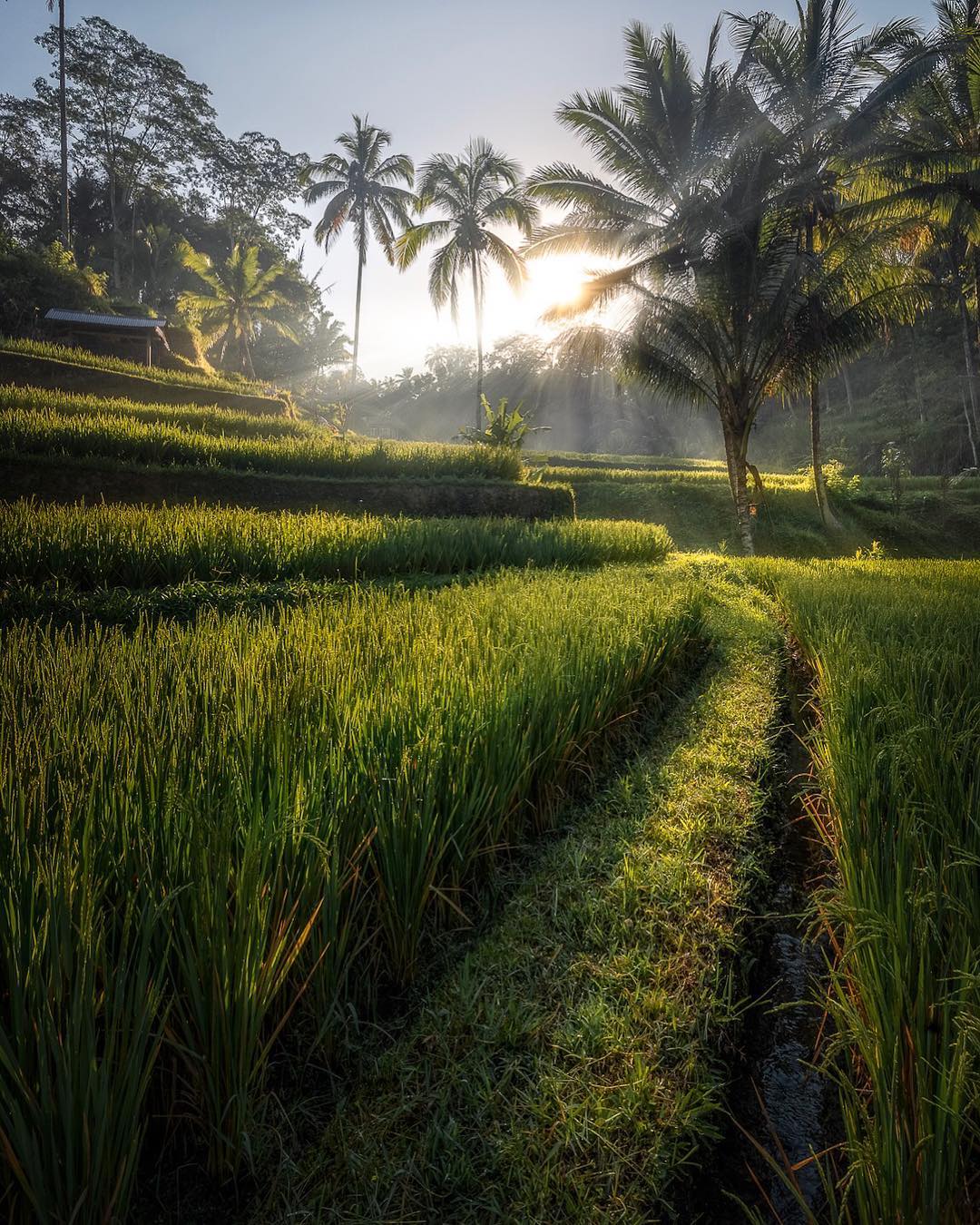  Tegallalang Bali  Indonesia Here s another shot from 