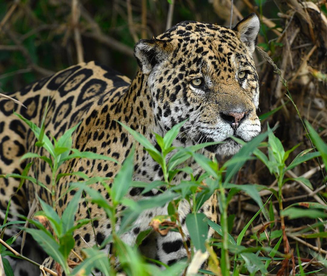 Mato Grosso, Mato Grosso, Brazil - One of the big male jaguars of the ...