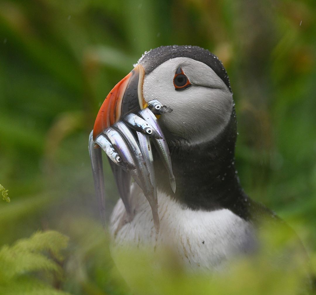 puffin hunting