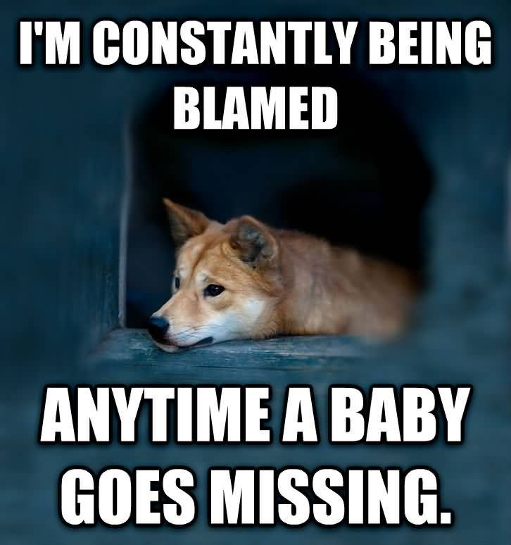 20 Funniest Dingo Meme Images Collection Picss