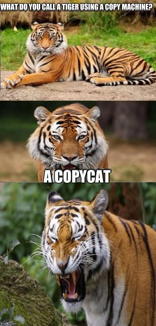 20 Very Funny Tiger Meme Images & Photos - Picss Mine