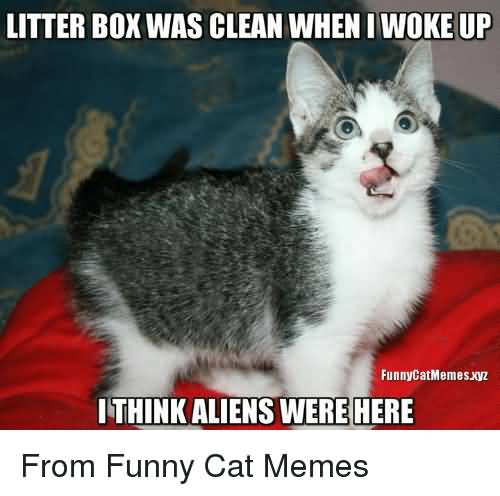 Featured image of post Clean Cat Memes That Are Actually Funny / Welcome to r/funny, reddit&#039;s largest humour depository.