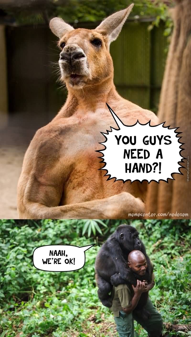 buff kangaroo meme - www.networthopedia.com.